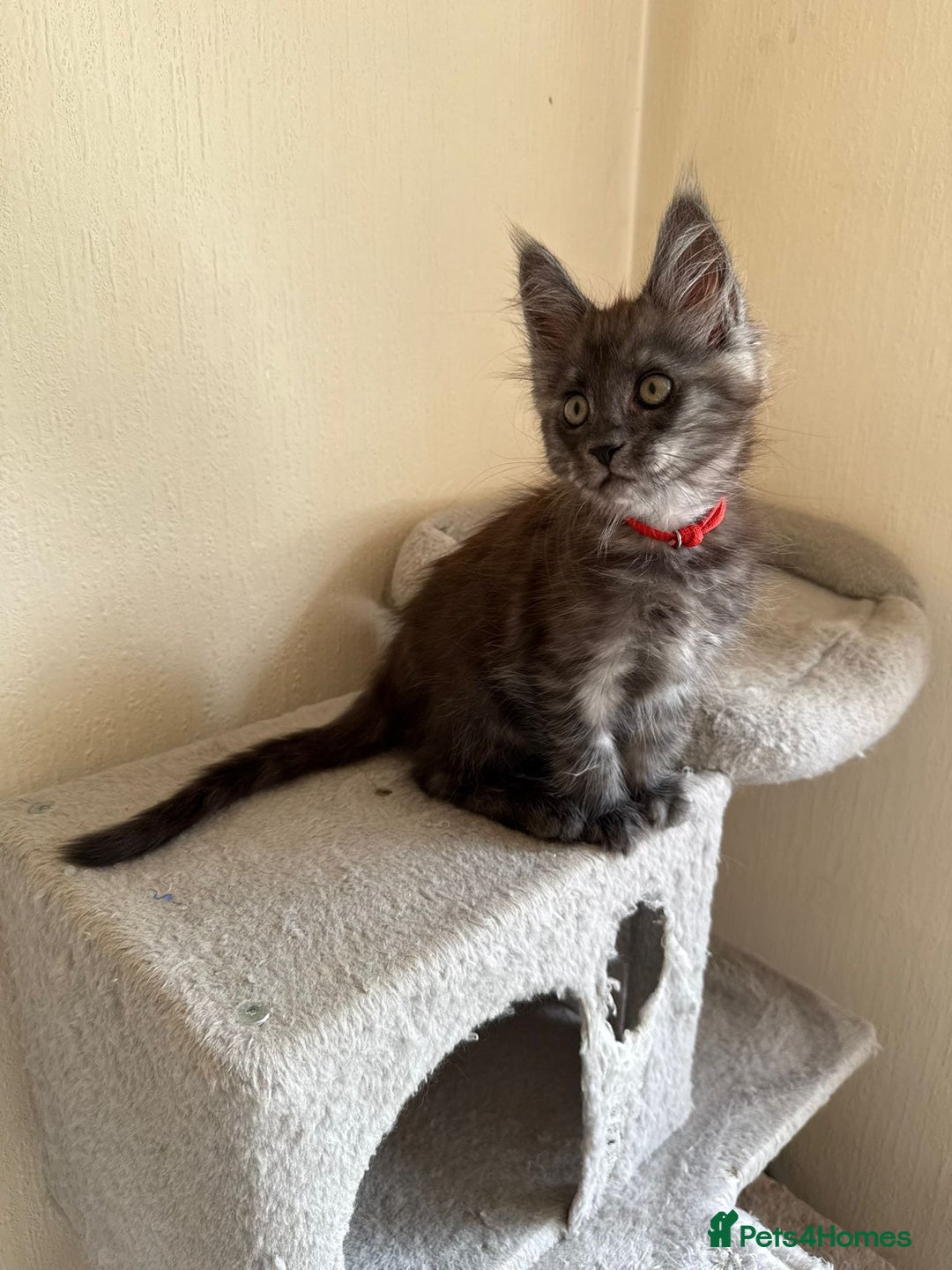 Maine Coon cats for sale: Pedigree GCCF Russian Import line Maine Coons - Image 11