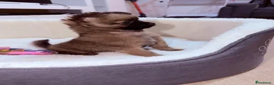 Pomchi 1