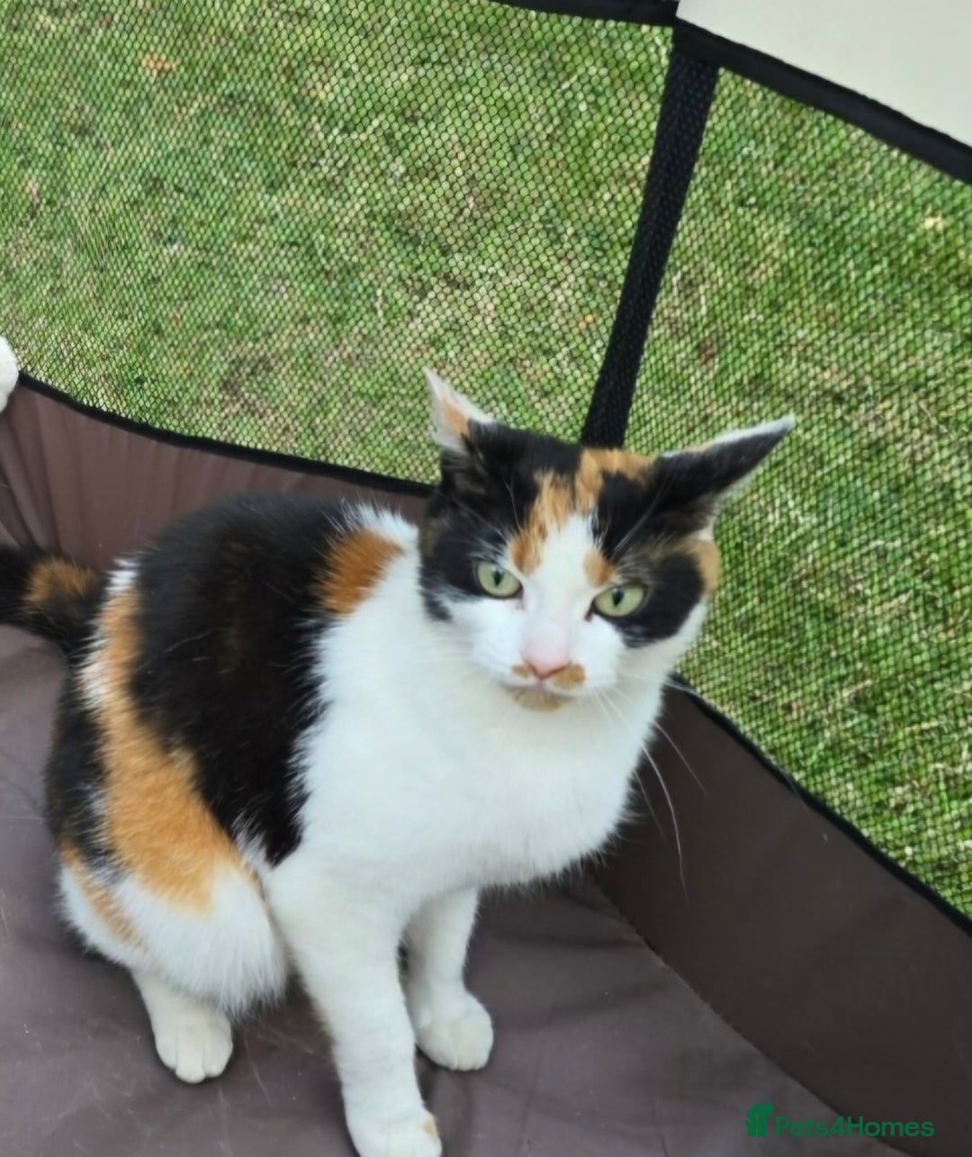 Mixed Breed cats for sale: 2 beautiful kittens  - Advert 3