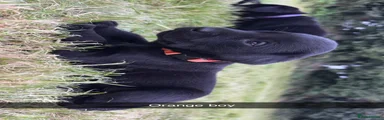 Labrador Retriever 3