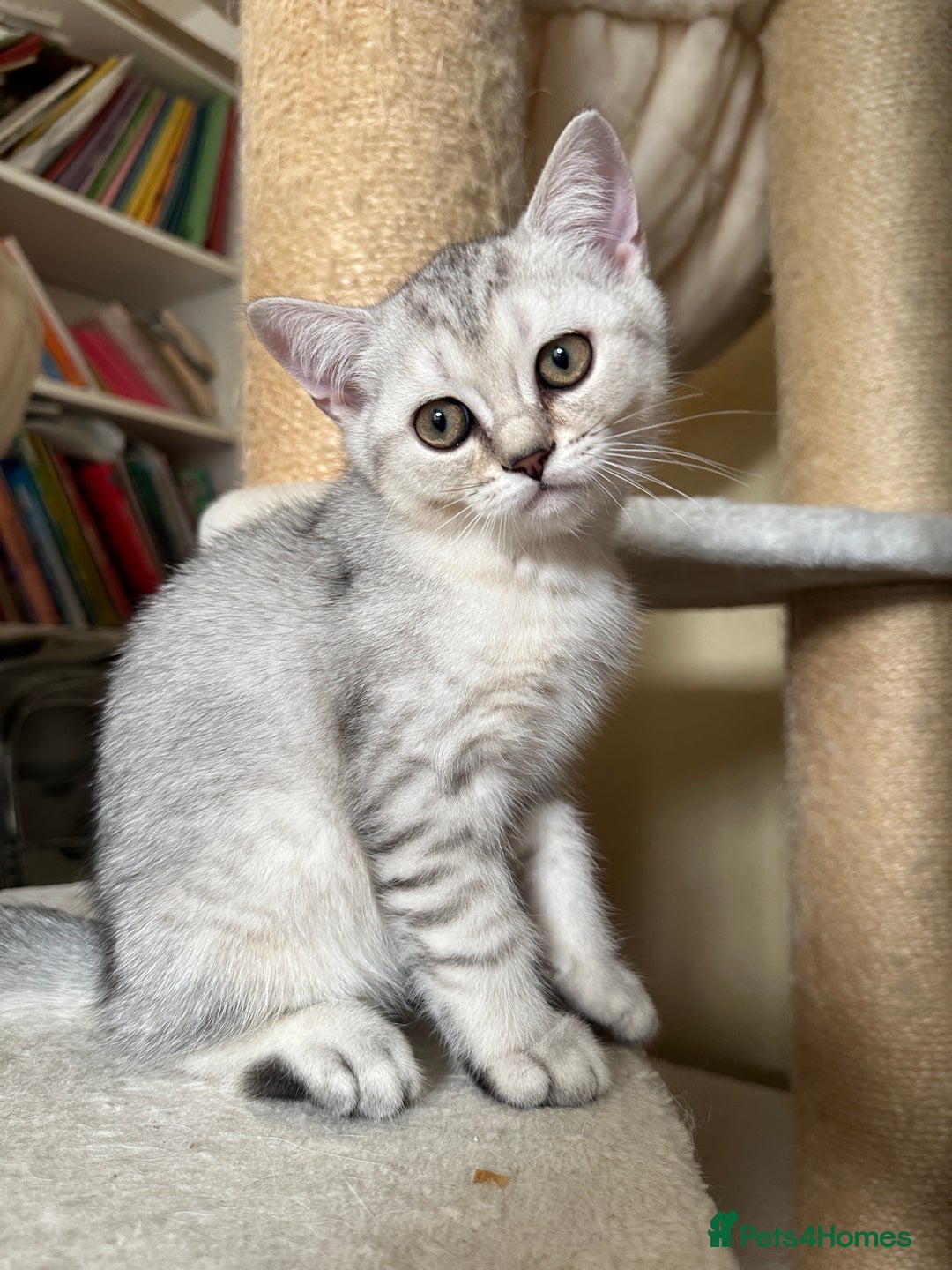 British Shorthair cats for sale: 5 Stunning British Shorthair - Image 30