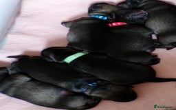 Schnauzer dogs for sale: Schnauzer Puppies for sale - Image 1