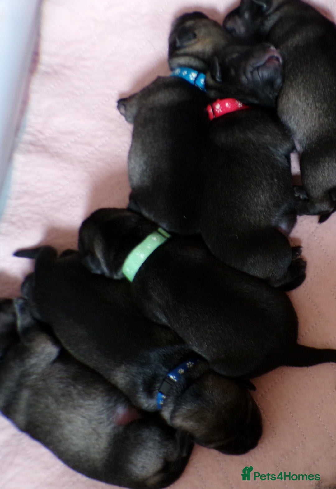 Schnauzer dogs for sale: Schnauzer Puppies for sale - Image 1