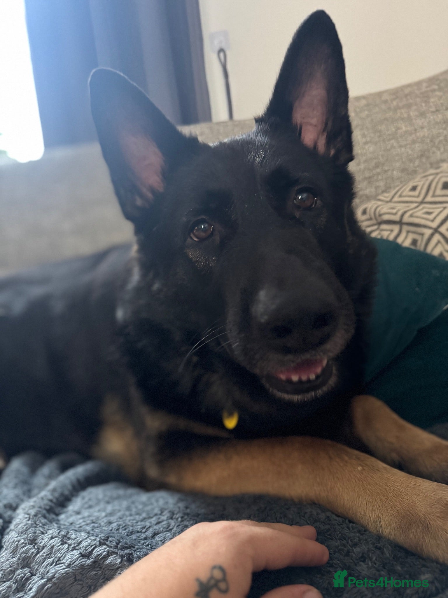 German Shepherd dogs Looking for a Loving Home for Barry 🐾❤️ - Advert 7