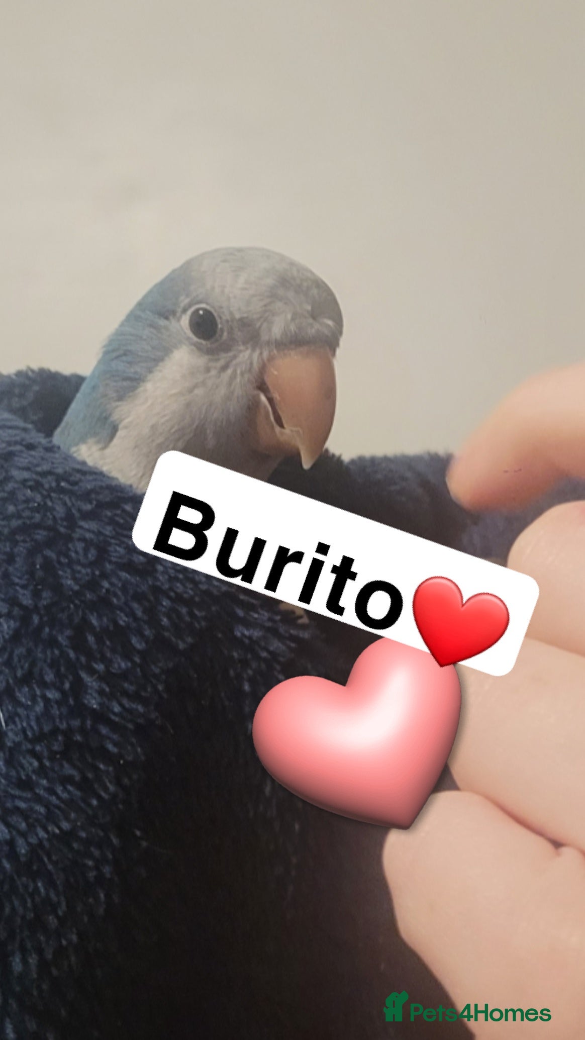 Parakeets birds Male and female quakers bonded pair  - Advert 4