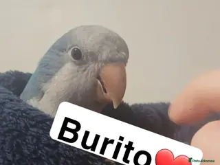 Parakeets birds Male and female quakers bonded pair - Advert 4