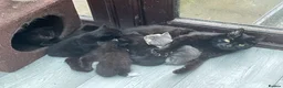 Mixed Breed cats for adoption: Rescue kittens for adoption  - Advert 5