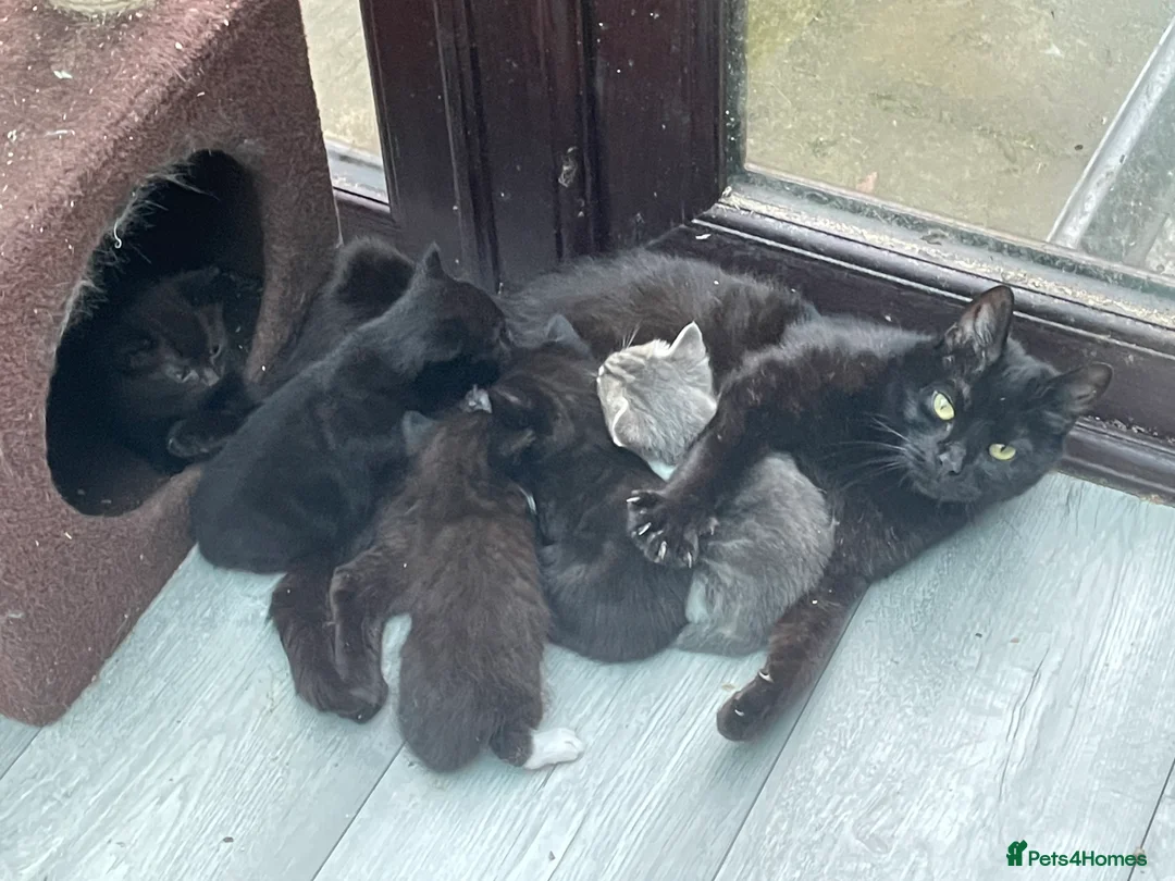 Mixed Breed cats for adoption: Rescue kittens for adoption  - Advert 5