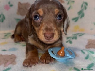 Miniature Dachshund dogs Dreamy miniature dachshunds - Advert 4