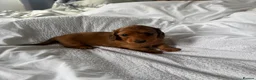 Miniature Dachshund dogs for sale: Outstanding litter of miniature sausage dogs  - Advert 9