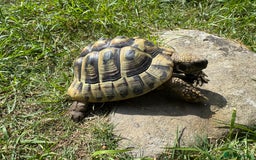 Hermann Tortoise reptiles for sale: Hermanns Tortoises 2016-2018 - Image 2
