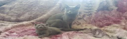 Russian Blue cats for sale: TICA reg full pedigree RUSSIAN BLUE kittens - Advert 8