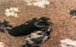 Miniature Dachshund dogs for sale: Stunning Kc Reg Long Hair Mini Dachshund puppies - Image 6