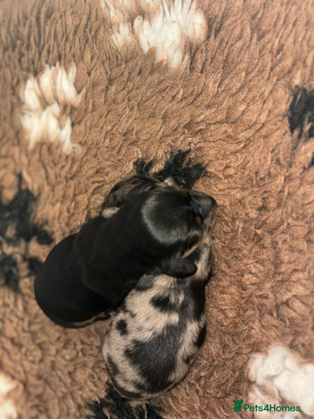 Miniature Dachshund dogs for sale: Stunning Kc Reg Long Hair Mini Dachshund puppies - Image 6