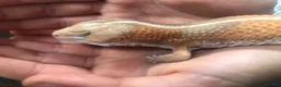 Gecko reptiles for sale: African fat tail gecko (albino) in Warwick - Advert 3
