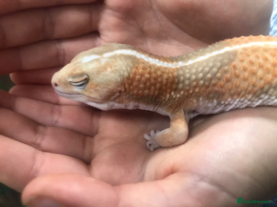 Gecko reptiles for sale: African fat tail gecko (albino) in Warwick - Advert 3