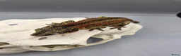 Gecko reptiles for sale: Proven breeder Red striped gargoyle gecko - Advert 2