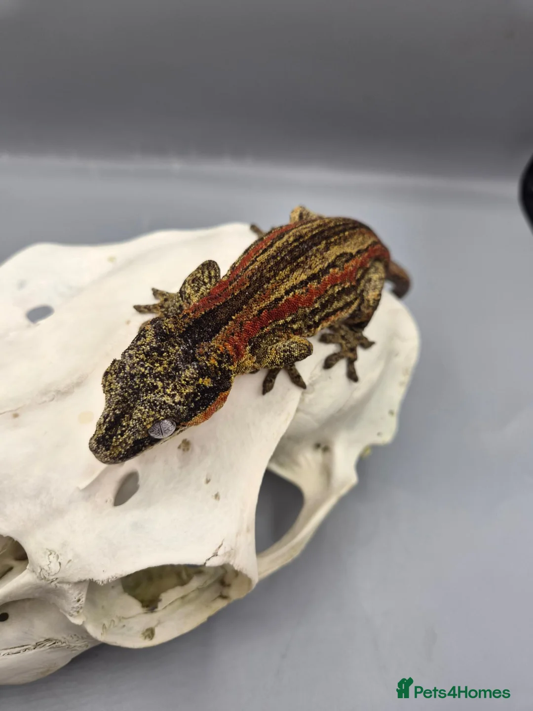 Gecko reptiles for sale: Proven breeder Red striped gargoyle gecko - Advert 2