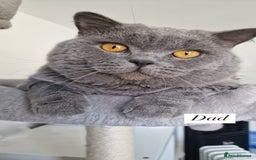 British Shorthair cats for sale: Beautiful British Shorthair Kittens - Image 21
