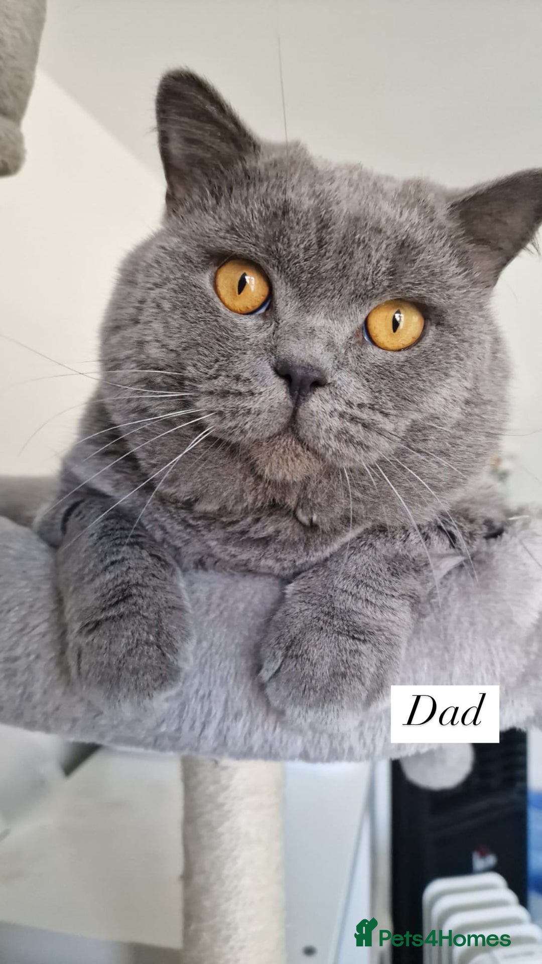 British Shorthair cats for sale: Beautiful British Shorthair Kittens - Image 21