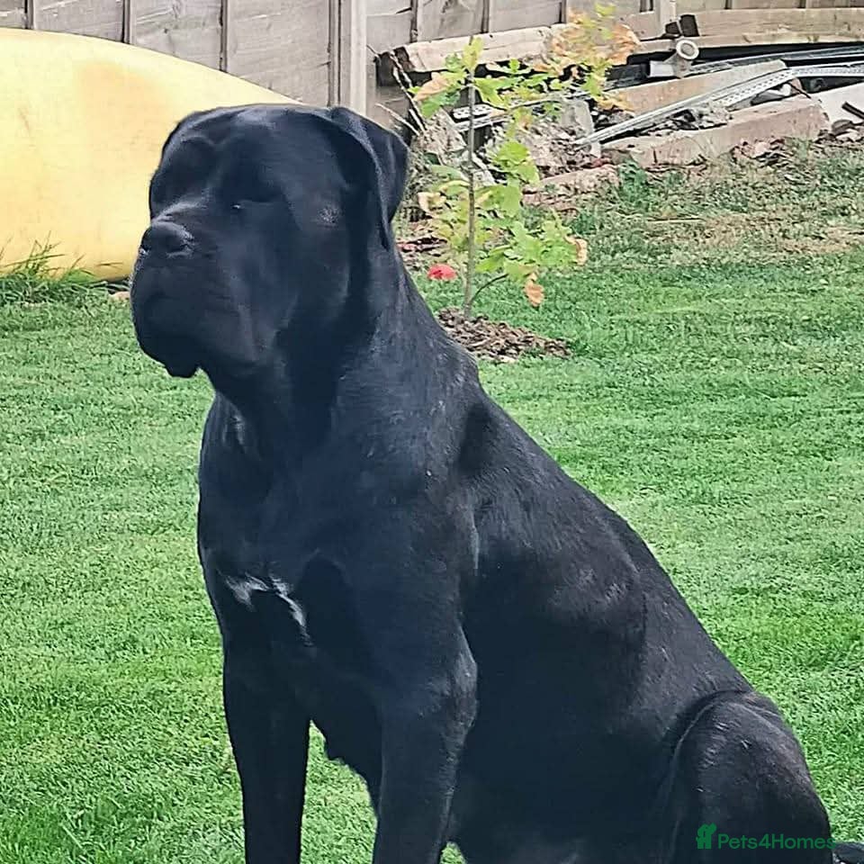 Cane Corso dogs Cane Corso  - Advert 1