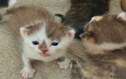Bengal cats for sale: Beautiful kittens  - Image 4