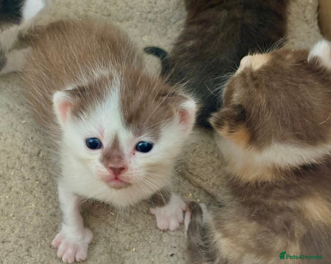 Bengal cats for sale: Beautiful kittens  - Image 4