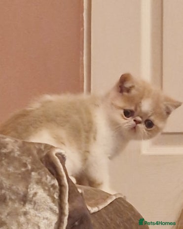 Exotic cats - Advert 1