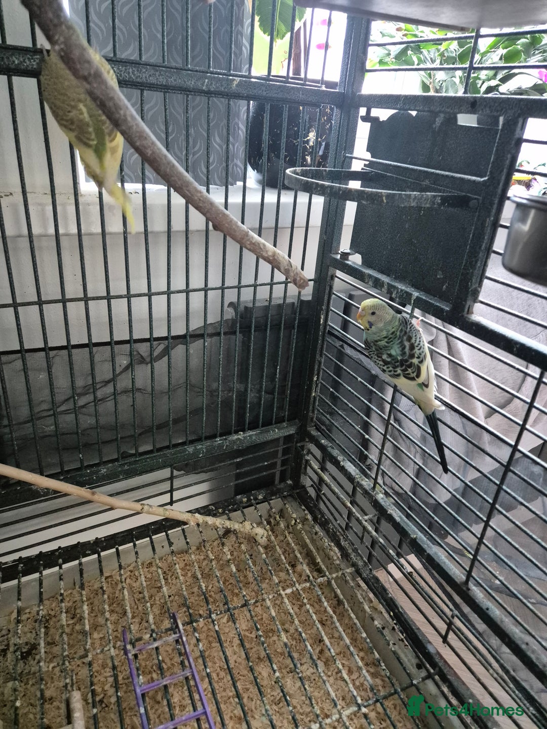 Budgerigars birds for sale: Large parrot cage with 3 budgies  - Advert 7
