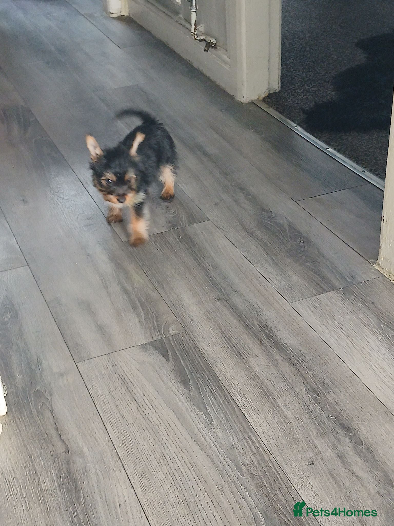 Yorkshire Terrier dogs Yorkshire Terrier Puppy - Advert 1
