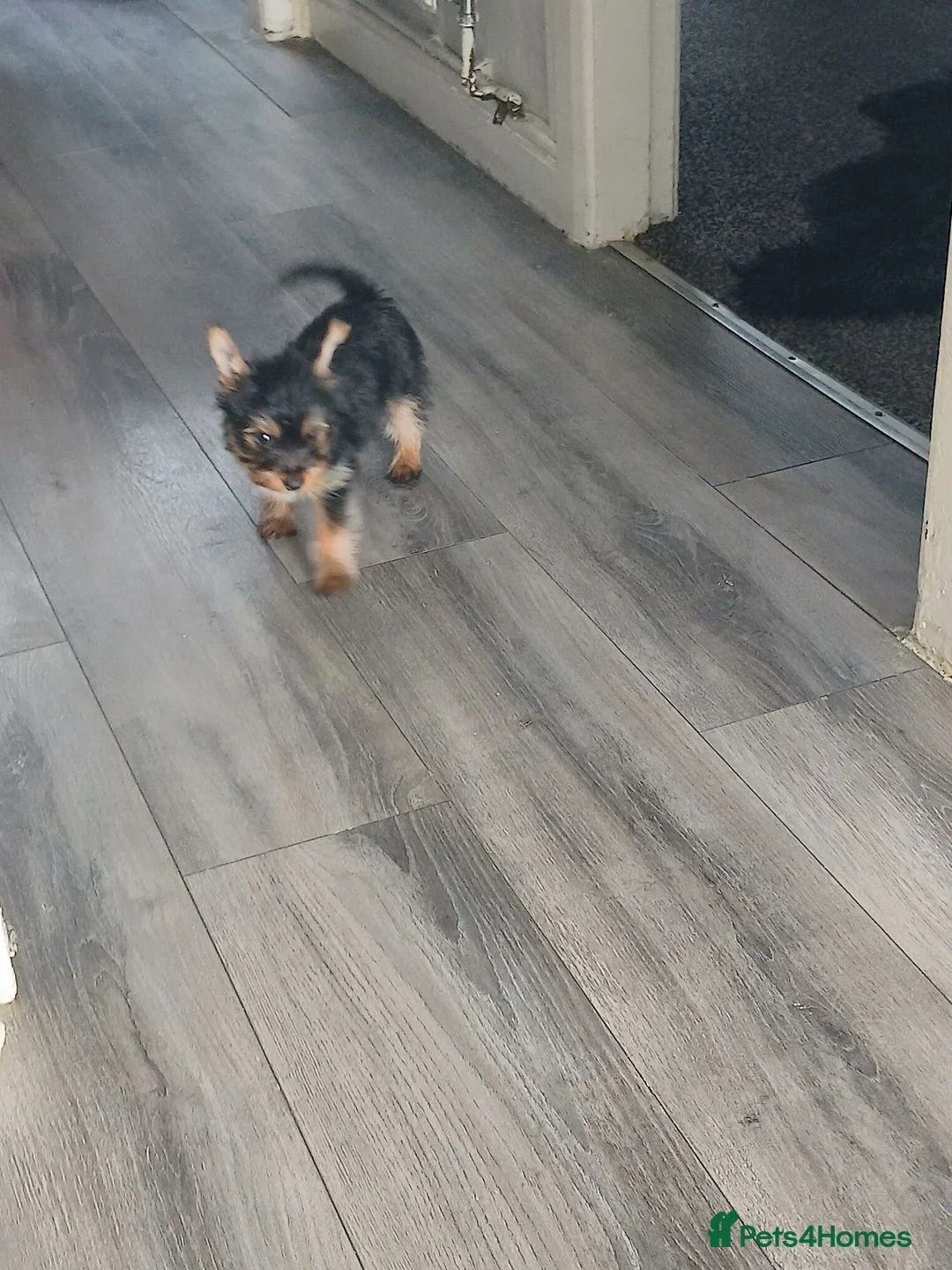 Yorkshire Terrier dogs for sale: Yorkshire Terrier Puppy - Advert 1