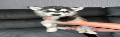 Siberian Husky 7