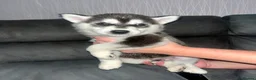 Siberian Husky dogs for sale: 8 Siberian Husky pups - Advert 7