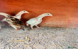 Chickens poultry for sale: Aseel shamo  chicks for sale  - Image 5