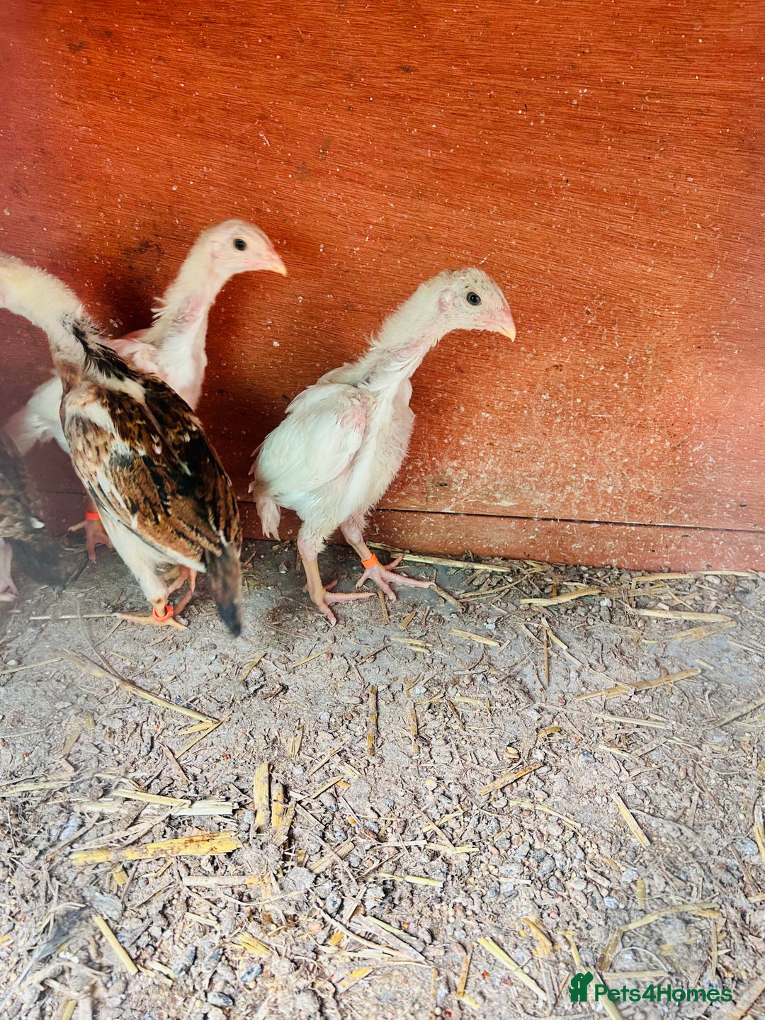Chickens poultry for sale: Aseel shamo  chicks for sale  - Image 5