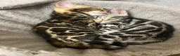 Bengal cats for sale: Bengal kittens  - Advert 14