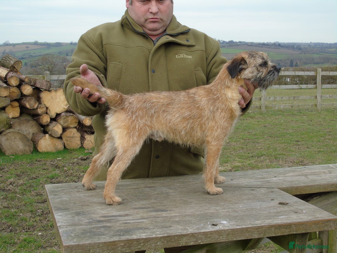 Border Terrier dogs for stud: Kc Proven border terriers for stud slem clear in Belper - Image 3
