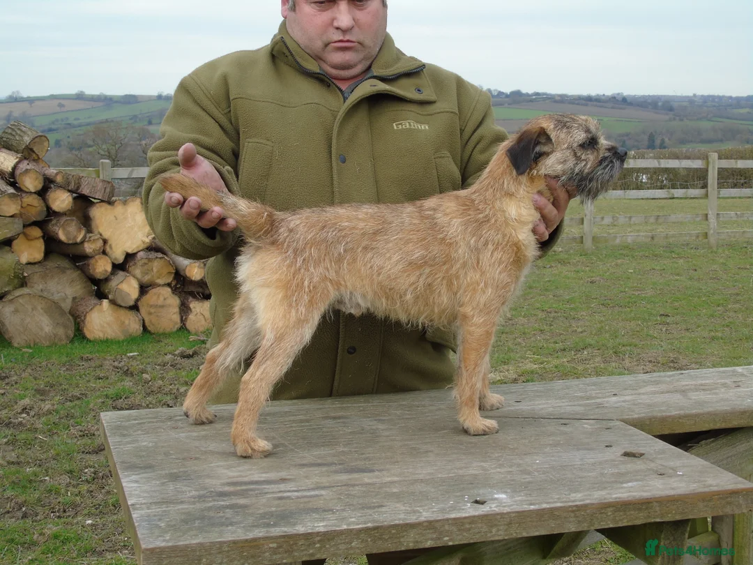Border Terrier dogs for stud: Kc Proven border terriers for stud slem clear in Belper - Advert 3