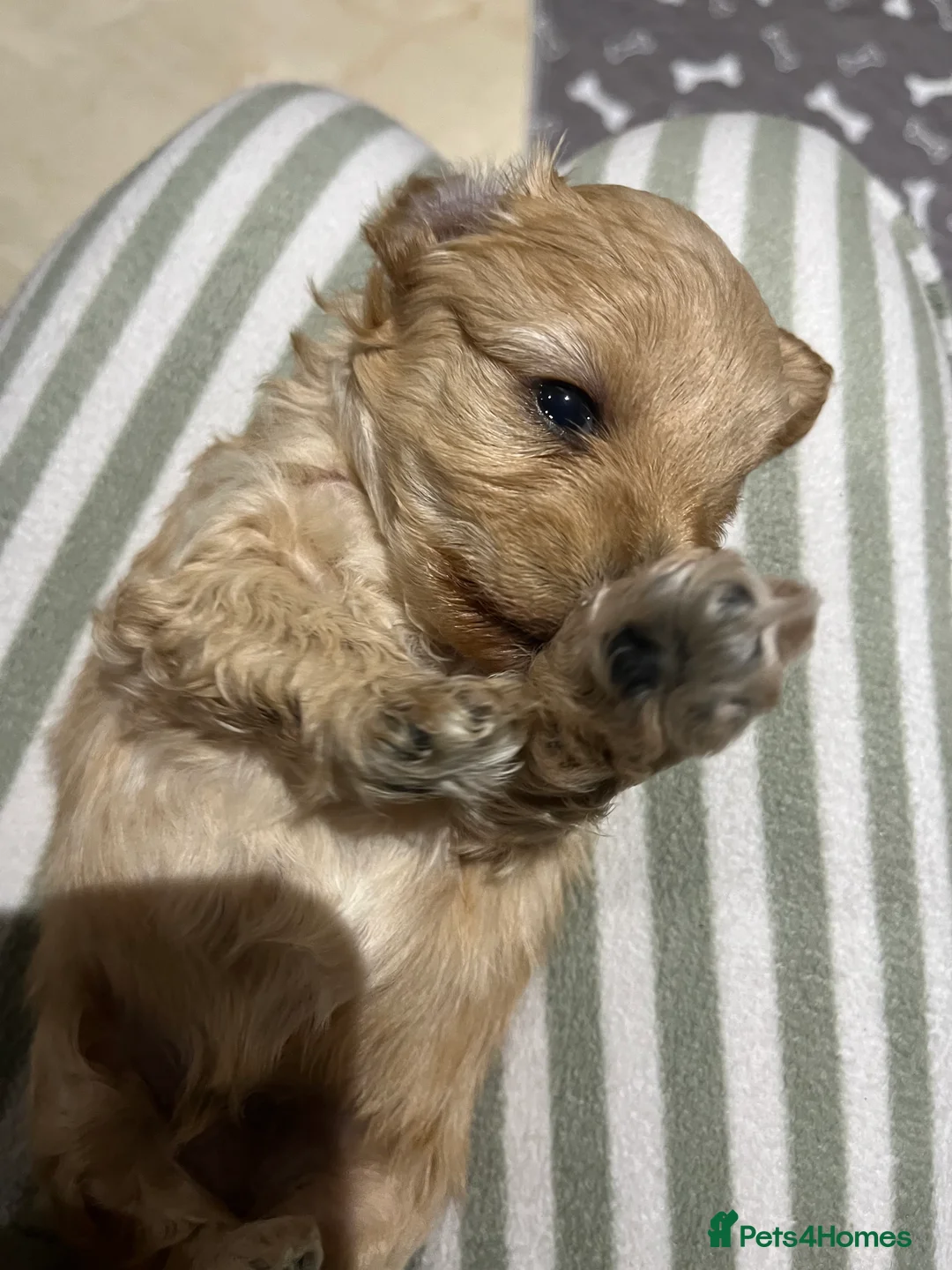 Maltipoo dogs for sale: Pure Maltipoo Puppies   - Advert 8