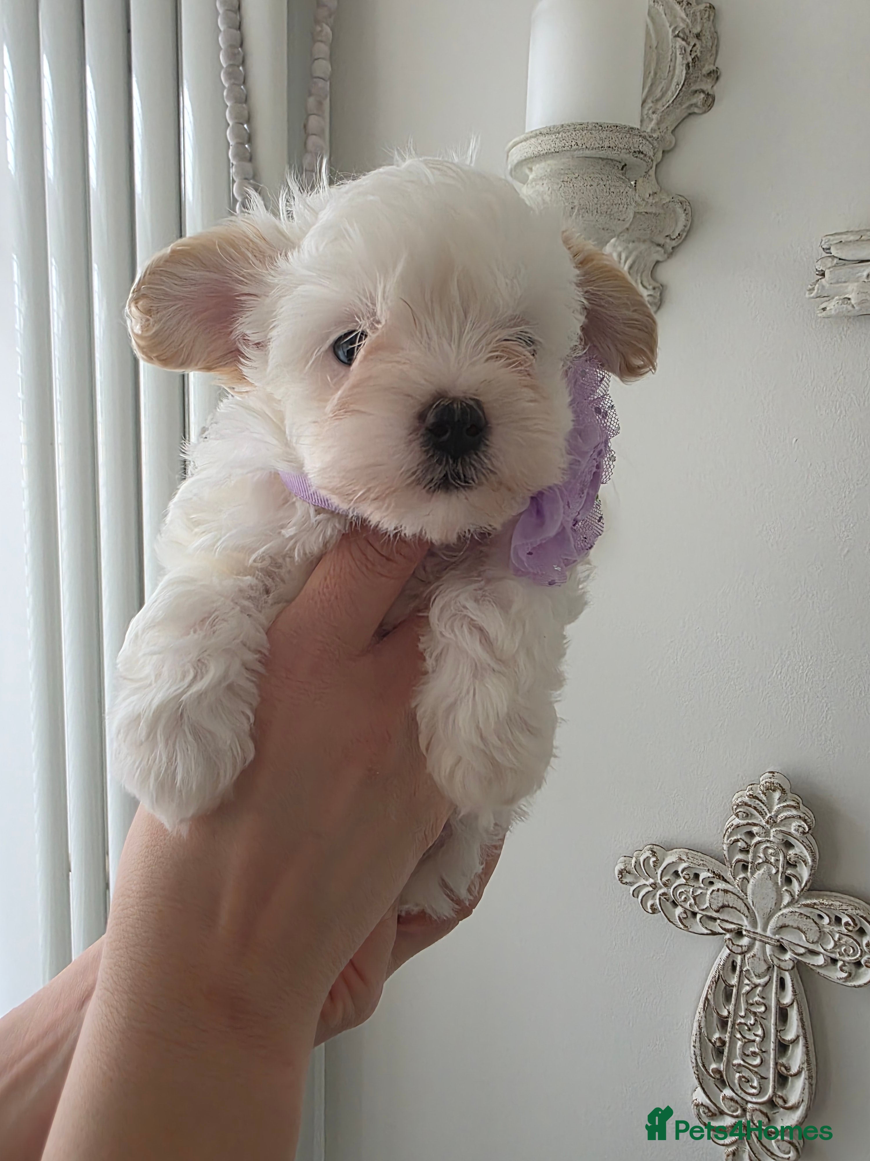 Maltipoo dogs Beautiful  tiny f1 korean maltipoo females  - Advert 14
