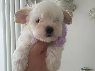 Maltipoo dogs Beautiful tiny f1 korean maltipoo females - Advert 14
