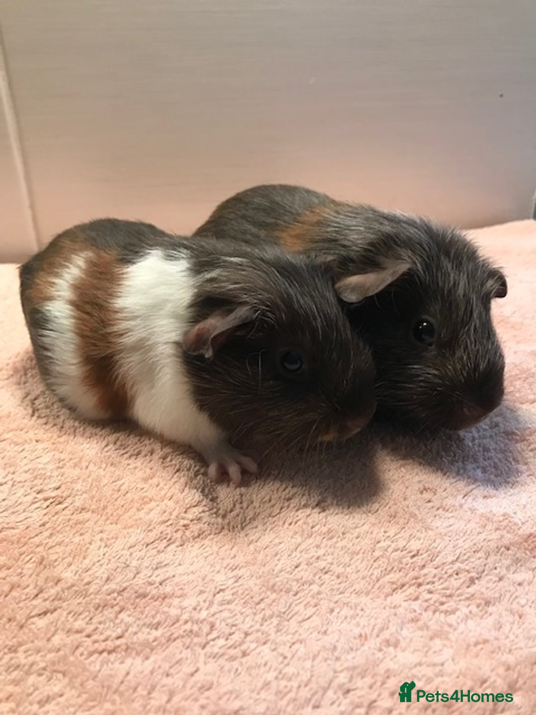 Guinea Pig rodents for sale: Beautiful Pigs - Boars, Sows, Pairs and Single - Advert 1