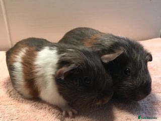 Guinea Pig rodents Beautiful Pigs - Boars, Sows, Pairs and Single - Advert 1