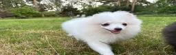 Pomeranian dogs for sale:  Teddy Bear Pomeranian Puppies - Advert 4