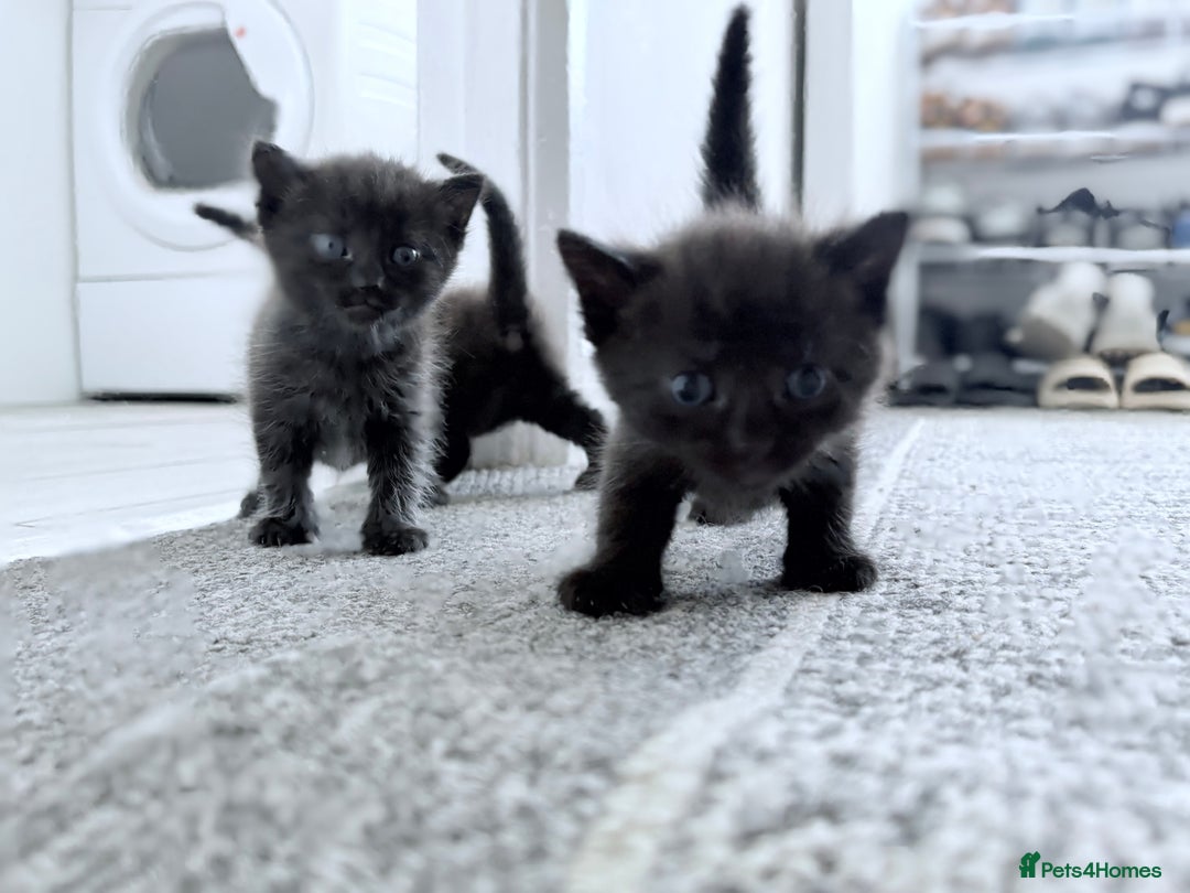Mixed Breed cats for sale: 3 lovely kittens  - Image 5
