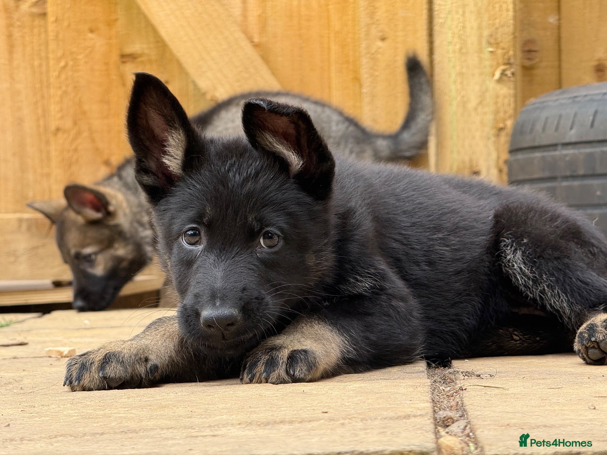 German Shepherd dogs German Shepherd Puppies - Advert 2
