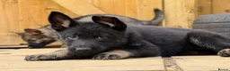 German Shepherd dogs for sale: German Shepherd Puppies - Advert 4