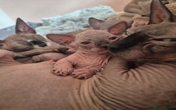 Sphynx cats for sale: Blue eyes short legged babies ! Seal mink - Image 1