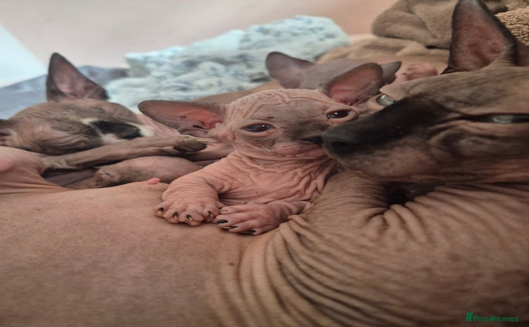 Sphynx cats - Advert 1