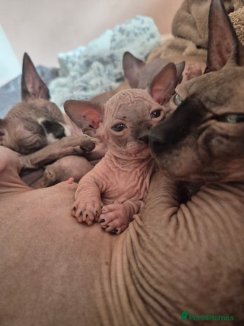 Sphynx cats - Advert 7